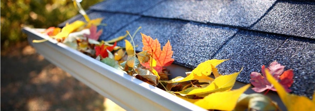 gibkaya-cherepica-ajko-iko-kembridzh-ehkstrim-ehkspres